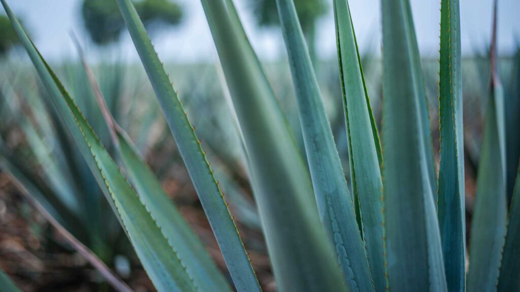 Pulque-agave-Messico-Coqtail-Milano