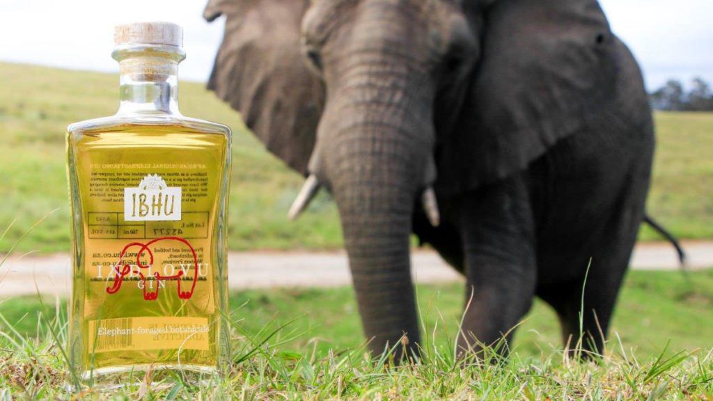 Gin con escrementi di elefante Indovlu Sudafrica Coqtail Milano