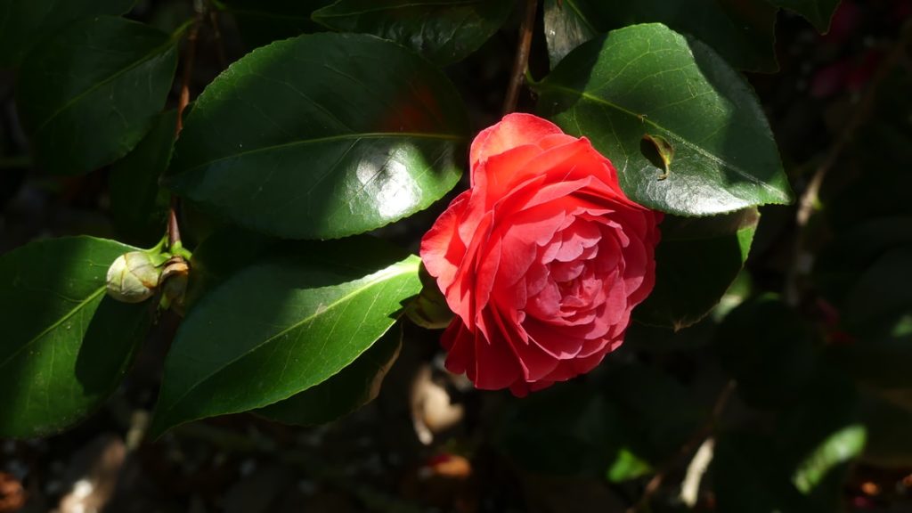 Camelia fiore Camellia Tuscany Gin lucca Coqtail Milano