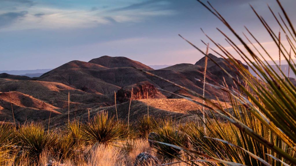 Sotol-deserto-Chihuahua-Durango-Messico-Coqtail-Milano