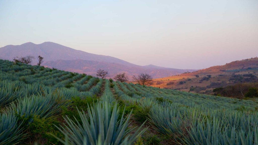 Jalisco-zona-produzione-Tequila-Coqtail-Milano