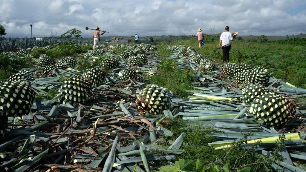 Agave-Messico-raicilla-tequila-mezcal