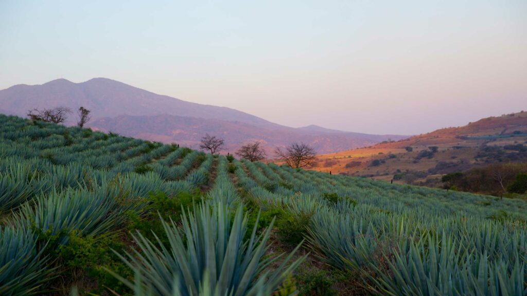 Jalisco-Messico-Volcan-de-Mi-Tierra-Coqtail-Milano