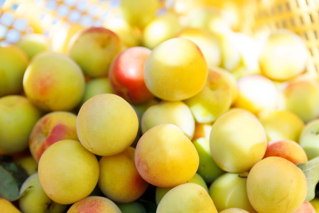 Umeshu-liquore-tradizionale-giapponese