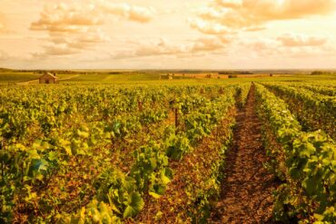 Il-trionfo-dello-Champagne-Coqtail