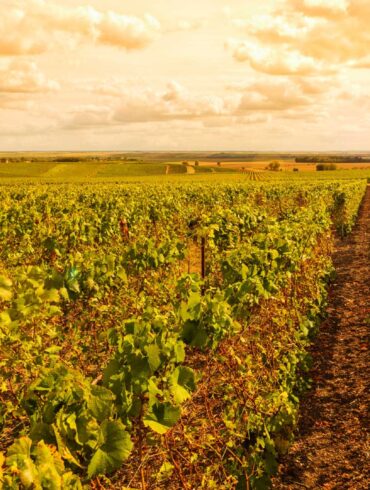 Il-trionfo-dello-Champagne-Coqtail