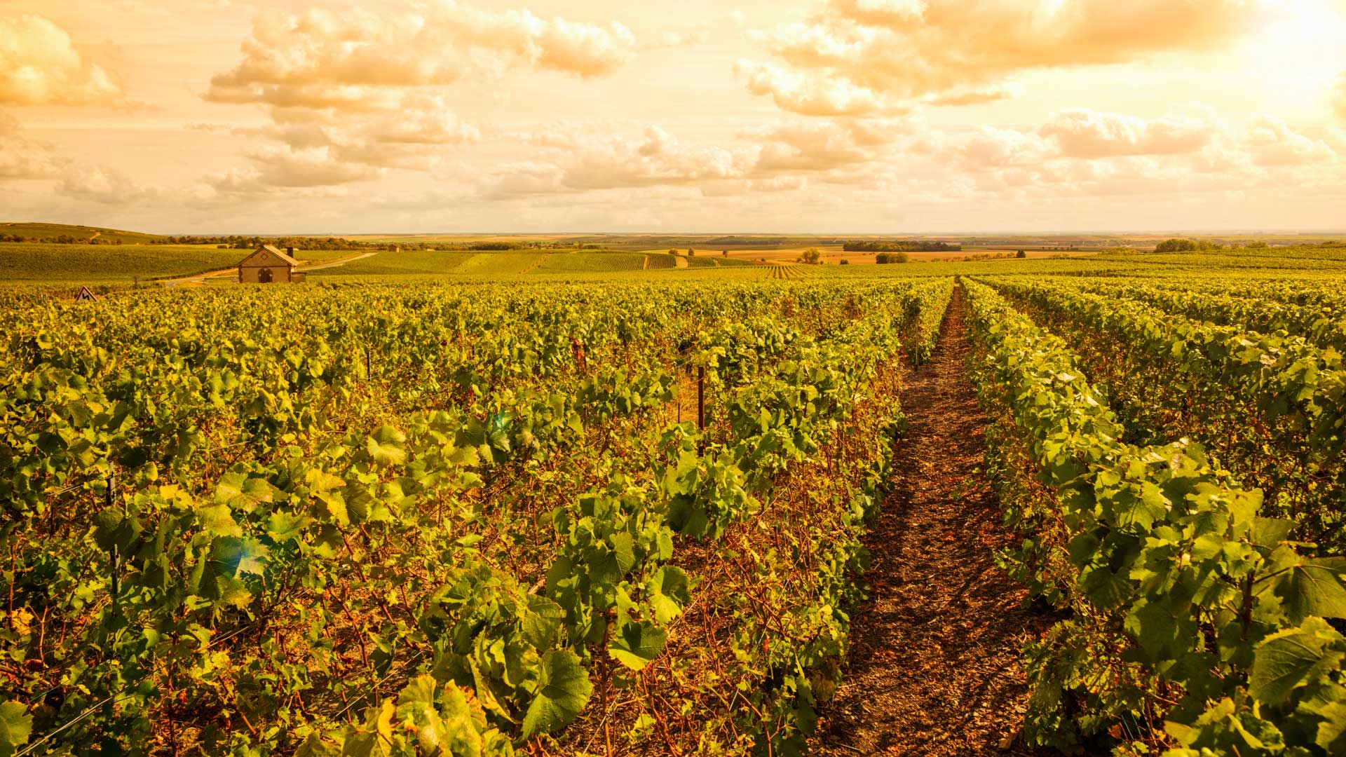 Il-trionfo-dello-Champagne-Coqtail